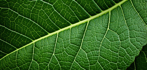 green leaf macro