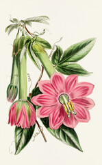 Fototapeta premium Blooming flowers. Botanical flower illustration. Banana Passionfruit Blossoms