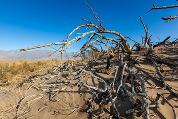 Dry dead trees and desert vegetation in a dry valley, Death Valley NP