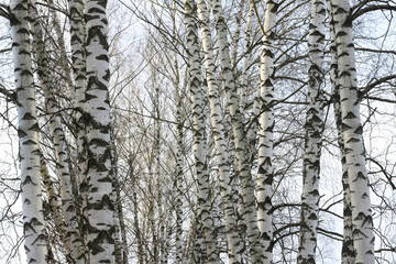 Obraz premium Beautiful birch trees in autumn