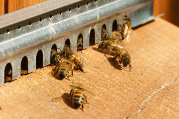 Bees fly in and out of the hive board. Close-up