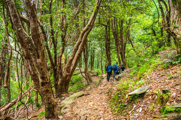 Obraz premium Trekkers with backpack traversing through tropical evergreen forest trail in Himalayas mountains during trekking to Prashar lake trekk near Manali, Mandi, Himachal Pradesh, India.
