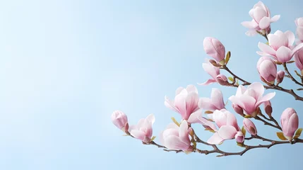 Keuken spatwand met foto Magnolia springtime minimalistic still life. Beautiful pink magnolia flowers on the soft blue gray background, copy space for graphic design. Zen natural concept, copy space © HN Works