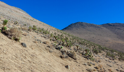 Many large Yucca in the Sierra Nevada Mountains, California