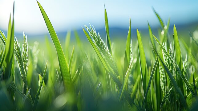 Macro close up of fresh ears of young green wheat in spring field. Agriculture scene. - Powered by Adobe