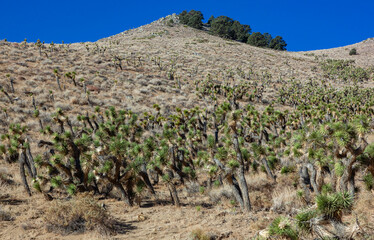 Many large Yucca in the Sierra Nevada Mountains, California