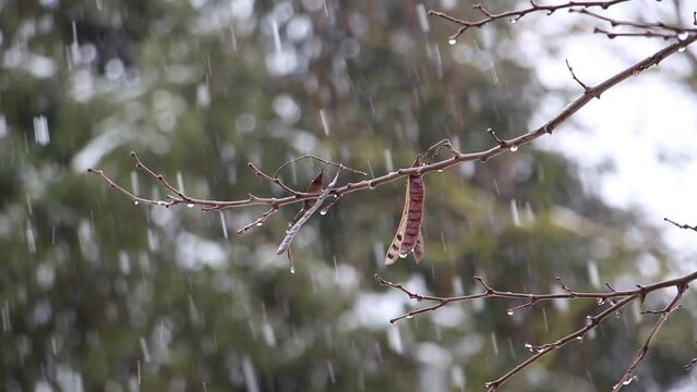 Es schneit, es ist Winter, Schneeflocken fallen, starker Schneefall.