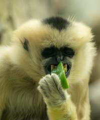 Gibbon eating 
