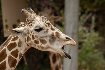 portrait of a giraffe