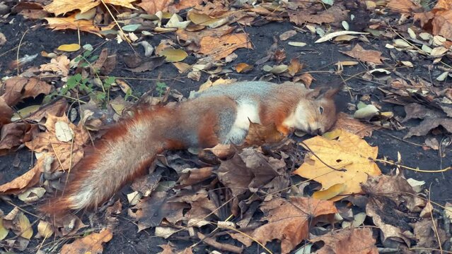 Dead red squirrel lies on the ground in an autumn park or forest surrounded by yellow leaves