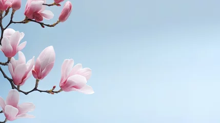 Zelfklevend Fotobehang Magnolia springtime minimalistic still life. Beautiful pink magnolia flowers on the soft blue gray background, copy space for graphic design. Zen natural concept, copy space © HN Works