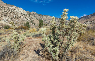 Fototapeta na wymiar cholla cactus garden, Cylindropuntia bigelovii in the mountains Sierra Nevada