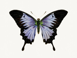 Colorful butterfly illustration