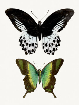 Colorful butterfly illustration