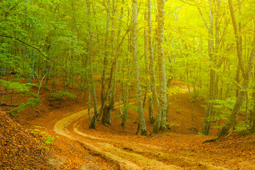 ground road in autumn forest at the bright sunny day