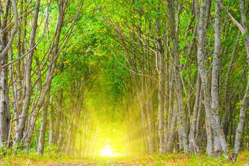 Fototapeta na wymiar gren beech forest alley in light of sparkle sun
