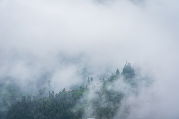 Forested mountain slope with the evergreen conifers shrouded in mist in a scenic landscape view during monsoon season in Manali, Himachal Pradesh, India.