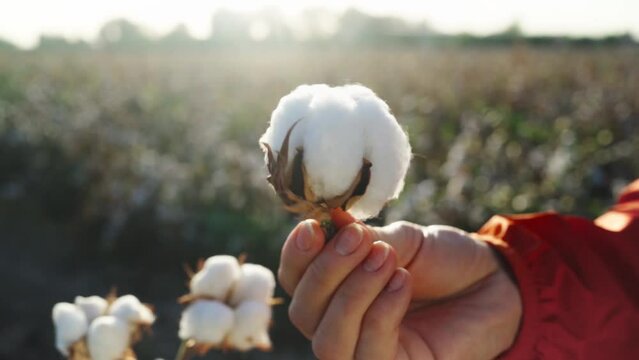 a boll of cotton spins in the hand against the background of a cotton field