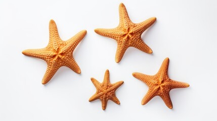 starfish on white background.