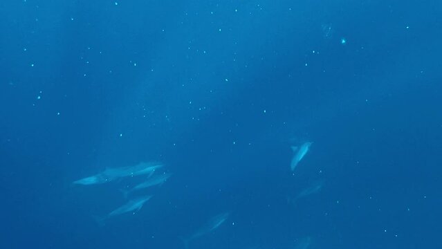 A flock of dolphins swims gracefully underwater in the ocean. Dolphins group swim in rays of sunlight underwater in blue seawater. Following a family of dolphins at a depth under water. Slow motion.