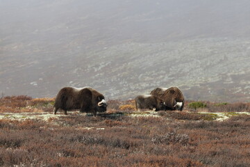 Musk ox in autumn Dovrefjell National Park Norway