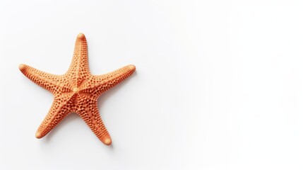 Fototapeta na wymiar starfish on a white background with space for text.