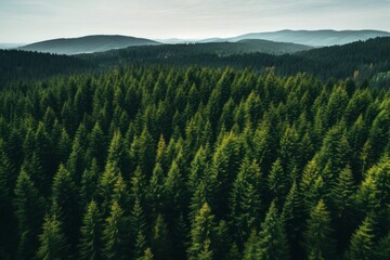 Obraz premium Green Canopy Sea: Uniform Pine Trees from Above - Nature's Patterns