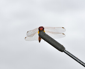 dragonfly above the car antenna