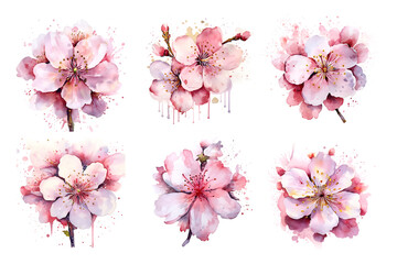 Watercolor illustration cherry blossom sakura isolated branch - obrazy, fototapety, plakaty