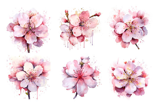 Watercolor illustration cherry blossom sakura isolated branch