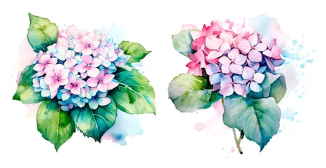 Poster Watercolor illustration hydrangea flowers isolated blossom © Kislinka_K
