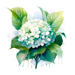 Watercolor illustration hydrangea flowers isolated blossom