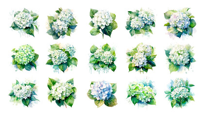Watercolor illustration hydrangea flowers isolated blossom