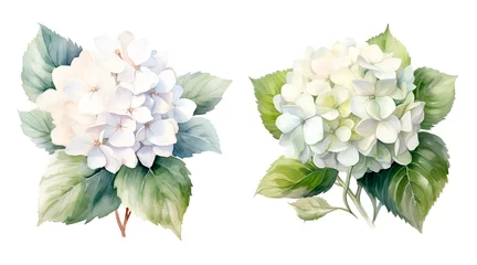 Gordijnen Watercolor illustration hydrangea flowers isolated blossom © Kislinka_K