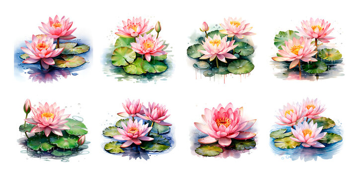 Watercolor illustration lotus water lily flower isolated
