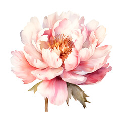 Watercolor illustration peony flowers isolated blossom - obrazy, fototapety, plakaty