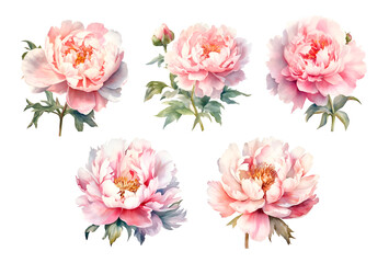 Watercolor illustration peony flowers isolated blossom