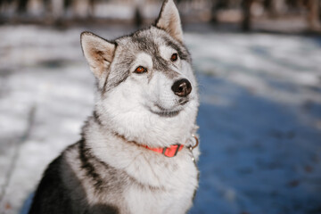 A gray husky dog that looks like a wolf in the forest in winter.