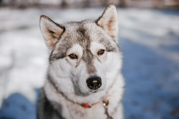 A gray husky dog that looks like a wolf in the forest in winter.