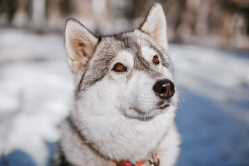 A gray husky dog that looks like a wolf in the forest in winter.