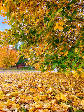 Yellow maple leaves on the ground and a wide-angle view of a large Norwegian maple tree and a small sugar maple. 