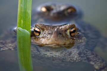 Common toad Bufo bufo coupling. Pair of huge czech frogs on the surface of the pond. Late summer. Czech republic nature.