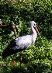 Elegant White Stork (Ciconia ciconia) in Wetlands