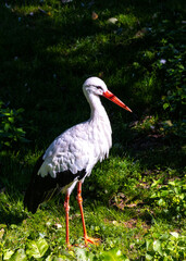 Elegant White Stork (Ciconia ciconia) in Wetlands