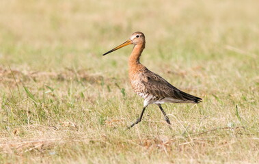 red stork