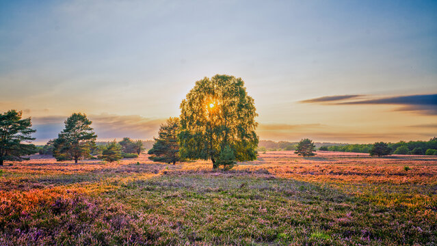 Heidebl&uuml;te in der L&uuml;neburger Heide