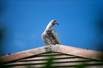 Pigeon walking in garden public palce .
