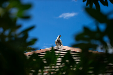 Pigeon walking in garden public palce .