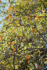 Mexican plum tree in Texas landscape