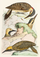 Colorful Bird illustration. Woodpeckers
